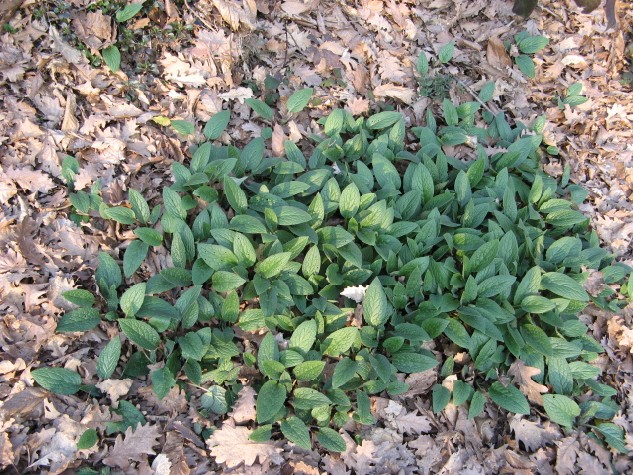 Cosa spunter�? Probabile Symphytum sp.